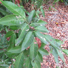 Guioa acutifolia