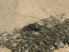 Metopograpsus