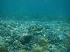Epinephelus fuscoguttatus