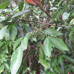 Guioa acutifolia