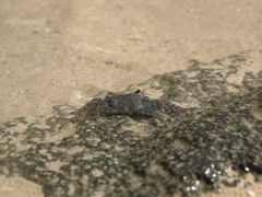 Metopograpsus