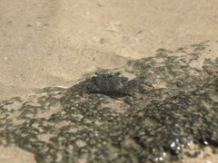 Metopograpsus