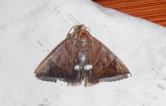 Artena dotata