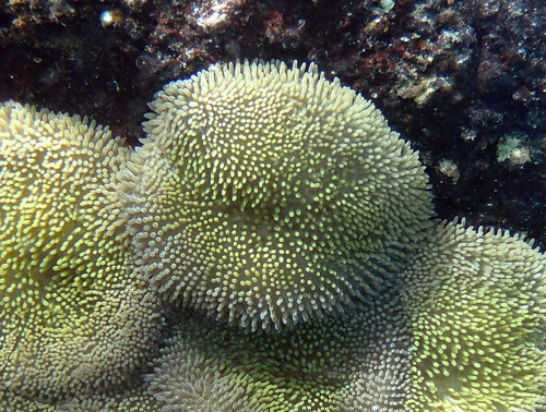 Sun Anemone