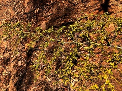 Everistia vacciniifolia nervosa