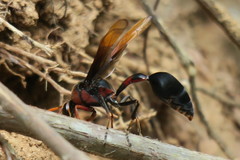 Delta pyriforme circinale