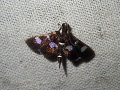 Bocchoris trimaculalis