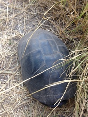 Pelusios bechuanicus