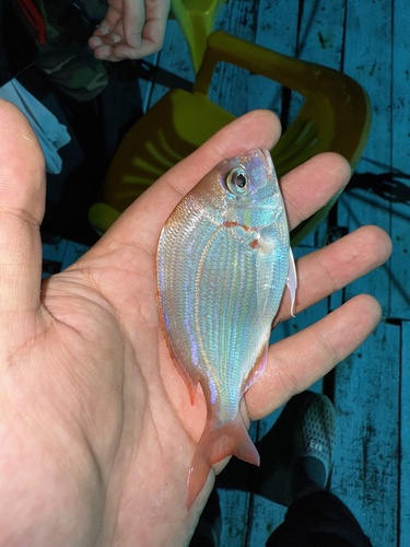 Yellowback Seabream