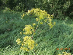 Peucedanum morisonii
