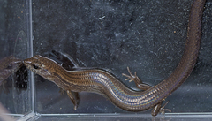 Calyptotis scutirostrum