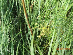 Peucedanum morisonii