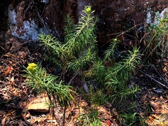 Cassinia straminea