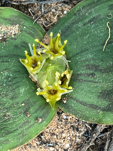 Threeflower Hedgehog Lily (Massonia triflora)