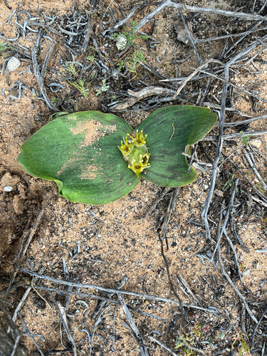 Massonia triflora