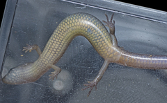 Calyptotis scutirostrum