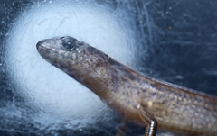 Calyptotis scutirostrum