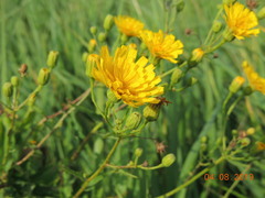 Hieracium robustum