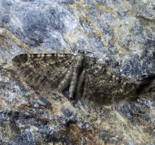 Eupithecia praealta