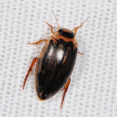 Coptotomus