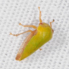 Ophiderma