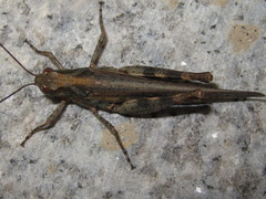 Epacromius pulverulentus