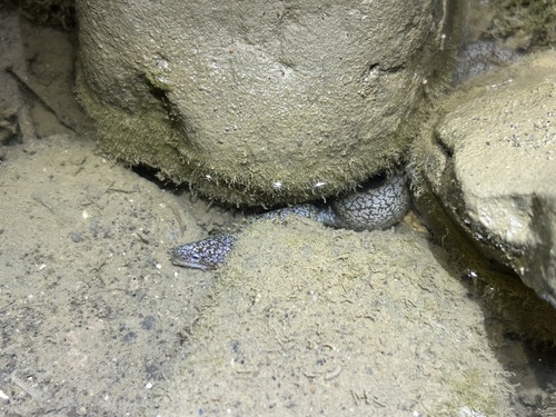 Uropterygius macrocephalus observed 2025-08-09