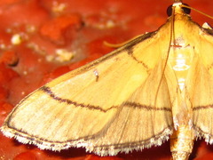 Bradina atopalis