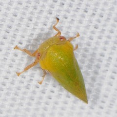 Ophiderma