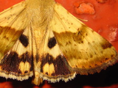 Heliothis maritima