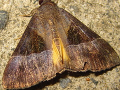 Hypena trigonalis