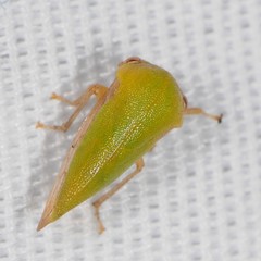 Ophiderma