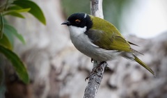 White-Naped Honeyeater photo 1