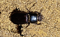 Mastachilus australasicus