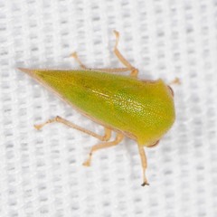 Ophiderma