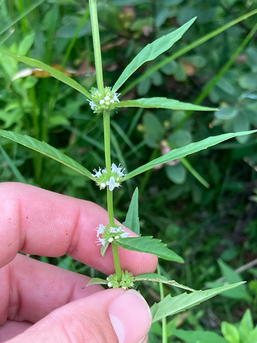 American water horehound (Lycopus americanus)