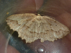 Megalycinia serraria