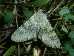 Polymixis xanthomista