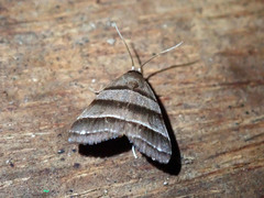 Flammona quadrifasciata