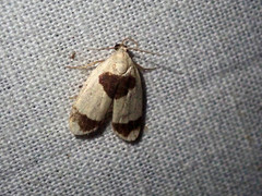 Garudinia macrolatana