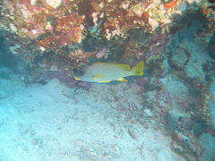 Plectorhinchus gaterinus
