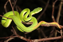 White-Lipped Pitviper photo 3
