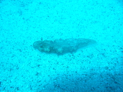 Glossodoris