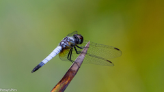 Aethriamanta gracilis