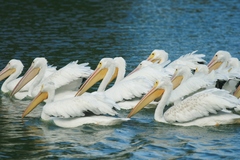 Pelecanus erythrorhynchos