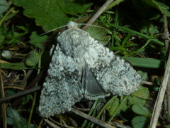 Polymixis xanthomista