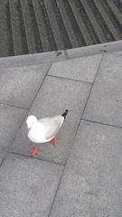 Chroicocephalus novaehollandiae