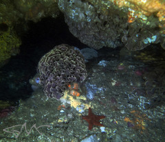 Steginoporella chartacea