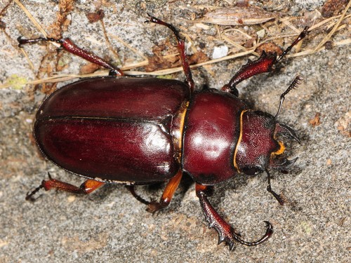 Reddish-brown Stag Beetle