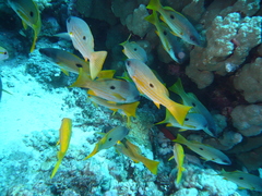 Lutjanus ehrenbergii